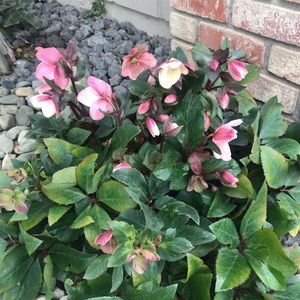 Meet your Posher, Mel